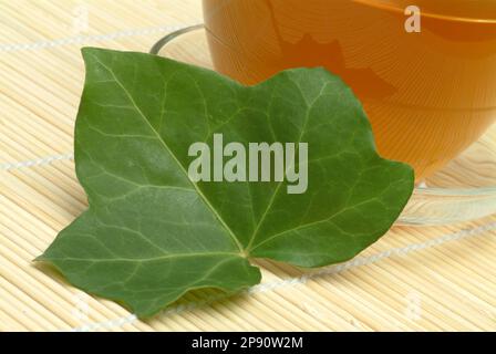 Efeutee, Tee aus Efeublättern, Kräutertee, Heiltee, medizinische Verwendung, tè fatto di edera comune, herbtea, tè medicinale, Hedera Helix, Edera, TASS Foto Stock