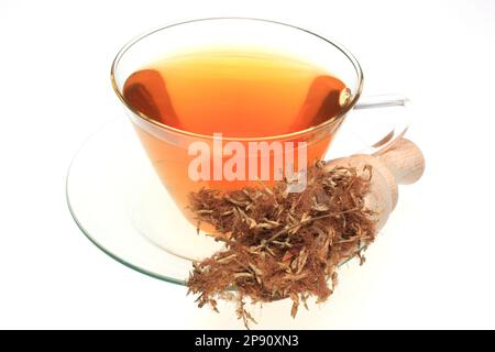 Heiltee aus den gettocknete Blüten der Heilpflanze Seidenakazie, Seidenakazienblüten, Albizia FLOS, Albizia julibrissin, He Huan Hua, Kräutertee Foto Stock