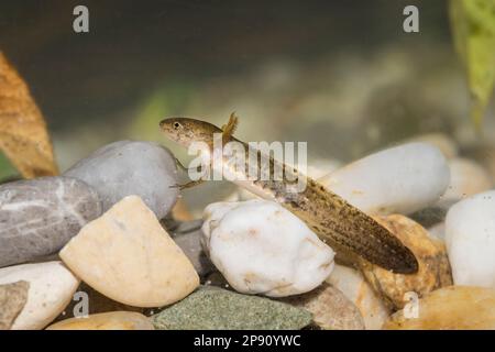 Teichmolch-larve, Lissotriton vulgaris, liscio nuovo Foto Stock