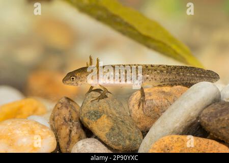 Teichmolch-larve, Lissotriton vulgaris, liscio nuovo Foto Stock