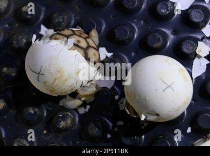 Zlin, Repubblica Ceca. 10th Mar, 2023. Tartaruga surred africana (Centrochelys sulcata) hatchling ritratto il 10 marzo 2023, allo zoo di Zlin, Repubblica Ceca. Credit: Galibor Gluck/CTK Photo/Alamy Live News Foto Stock