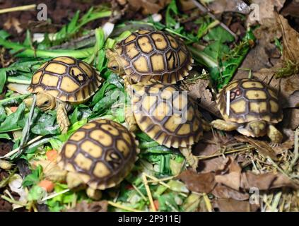 Zlin, Repubblica Ceca. 10th Mar, 2023. Tartarughe africane spurred (Centrochelys sulcata), giovani nati raffigurati il 10 marzo 2023 allo zoo di Zlin, Repubblica Ceca. Credit: Galibor Gluck/CTK Photo/Alamy Live News Foto Stock