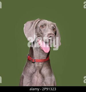 Studio ritratto di cane weimaraner su sfondo verde brillante Foto Stock