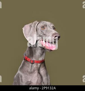 Studio ritratto di cane weimaraner su sfondo verde Foto Stock