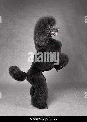 Bel nero standard poodle ballare su uno sfondo grigio Foto Stock