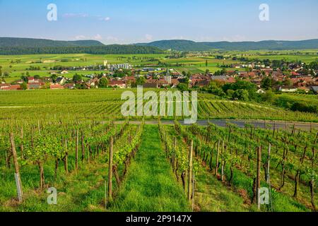 Veduta aerea dei vigneti terrazzati nel villaggio viticolo Hallau di Schaffhausen, Svizzera, Europa. Filari di viti che crescono in estate. Regione vinicola in Foto Stock