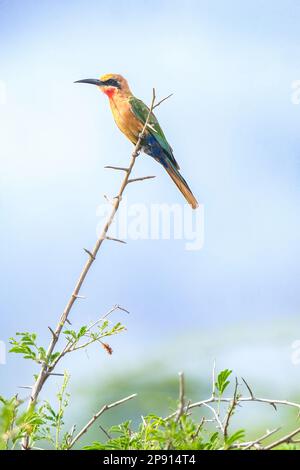 Bee-Eater con la parte anteriore bianca sul ramo Foto Stock