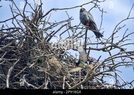 Simbiosi complessa ad una faccia, o sinoikia. Rook costruì il nido. Il falco dai piedi rossi ha preso il nido dal ruscello e si è stabilito proprio. Spanish Sparrow ne ha approfittato Foto Stock