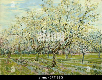 Il frutteto bianco 1888 di Vincent van Gogh Foto Stock