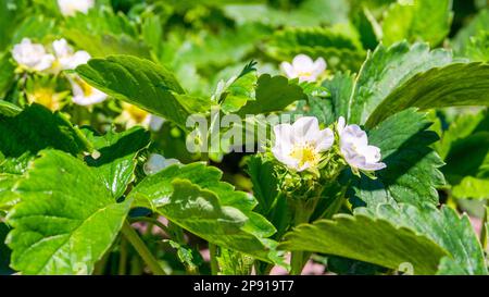La pianta di fragola fiorisce in primavera. Primo piano Foto Stock