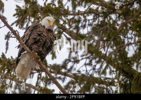 Una maestosa aquila calva appollaiata in cima ad un ramo d'albero, il suo becco spalancato Foto Stock