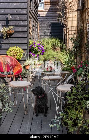 PET cane e mobili d'epoca su terrazze da giardino del 19th ° secolo casa costiera, Herne Bay, Kent, Regno Unito Foto Stock