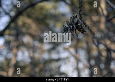 Primo piano di un cono di pino nella foresta. Alberi sempreverdi. Foto Stock