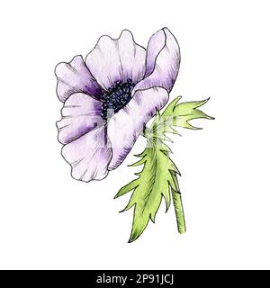 Acquerello Fiore Anemone, papavero, Peonia. Illustrazione disegnata a mano con anemone isolata su sfondo bianco. Anemone viola. Foto Stock