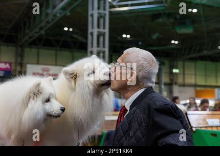 Birmingham, 10 marzo 2023 . Un paio di Samoyed's ottiene un bacio buona fortuna prima di giudicare il secondo giorno di Crufts 2023 al NEC di Birmingham UK. ©Jon Freeman/Alamy Live News Foto Stock