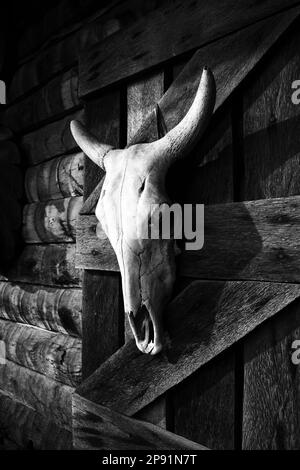 Cranio bianco del toro appeso ad una parete di fienile di legno della fattoria. Decorazione a testa di animale morto di un bar in stile occidentale. Bianco e nero Foto Stock