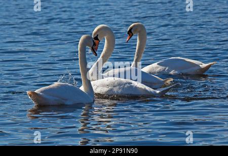 Duddingston Loch, Edimburgo, Scozia, Regno Unito. 10th marzo 2023. Primavera romanticismo in aria in una soleggiata mattina di marzo con una temperatura fredda di 4 gradi centigradi. Nella foto: Swan Loch. Cigni muti (cygnus olor) riuniti e dimostranti affetto e un legame stretto, un paio si intrecciò chiudendo i colli in un romanticismo. Credit: Archwhite/alamy live news. Foto Stock