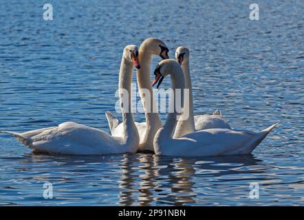 Duddingston Loch, Edimburgo, Scozia, Regno Unito. 10th marzo 2023. Primavera romanticismo in aria in una soleggiata mattina di marzo con una temperatura fredda di 4 gradi centigradi. Nella foto: Swan Loch. Cigni muti (cygnus olor) riuniti e dimostranti affetto e un legame stretto, un paio si intrecciò chiudendo i colli in un romanticismo. Credit: Archwhite/alamy live news. Foto Stock