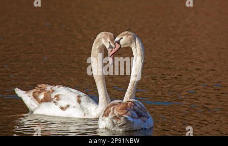 Duddingston Loch, Edimburgo, Scozia, Regno Unito. 10th marzo 2023. Primavera romanticismo in aria in una soleggiata mattina di marzo con una temperatura fredda di 4 gradi centigradi. Nella foto: Swan Loch. Cigni muti (cygnus olor) riuniti e dimostranti affetto e un legame stretto, un paio si intrecciò chiudendo i colli in un romanticismo. Credit: Archwhite/alamy live news. Foto Stock