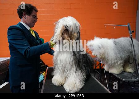 Un vecchio cane da pastore inglese è stato curato in anticipo durante il secondo giorno del Crufts Dog Show al Birmingham National Exhibition Centre (NEC). Data immagine: Venerdì 10 marzo 2023. Foto Stock