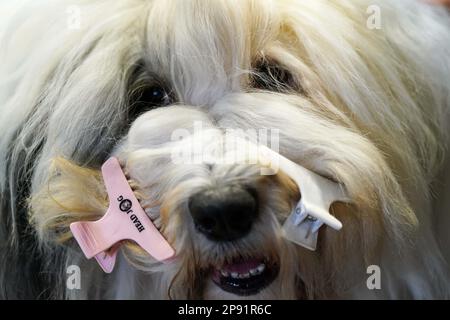 Un vecchio cane da pastore inglese è stato curato in anticipo durante il secondo giorno del Crufts Dog Show al Birmingham National Exhibition Centre (NEC). Data immagine: Venerdì 10 marzo 2023. Foto Stock