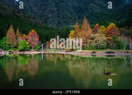 scenario della foresta di mingchi area ricreativa in yilan, taiwan Foto Stock