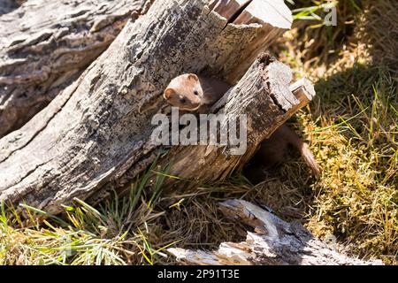 Weasel (Mustela nivalis) su Un albero caduto Foto Stock