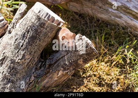 Weasel (Mustela nivalis) su Un albero caduto Foto Stock