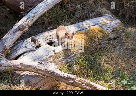 Weasel (Mustela nivalis) su Un albero Foto Stock