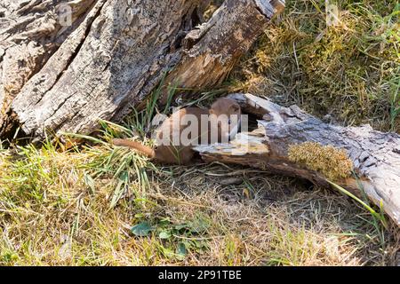 Weasel (Mustela nivalis) su Un albero con la lingua fuori Foto Stock