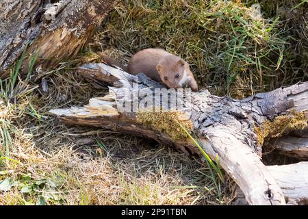 Weasel (Mustela nivalis) su Un albero Foto Stock
