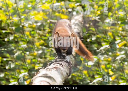 European Pine Martin (Martes Martes) Passeggiate lungo Un albero Foto Stock