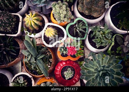 Carino piccolo vasi di cactus vista superiore dello sfondo. Molti piccoli cactus di piante in vaso da sopra. Abbondanza di varie piante succulente houseplants presso un giardino interno Foto Stock