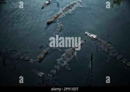 Tante wild coccodrilli nuotare nel verde acqua scuro acqua. Gruppo di predator rettili galleggianti in un fiume. Pericoloso gli animali affamati in attesa di preda Foto Stock