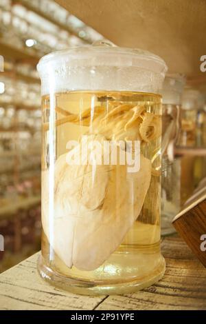 Creepy morti squid campione conservato umido in un vaso di formalina. Urtato cefalopode mollusco animale in una raccolta scientifica di campioni biologici Foto Stock