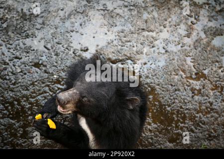 Carino Asian black bear mangiare un pezzo di zucca allo zoo. White chested moon bear top view close-up con una copia spazio Foto Stock