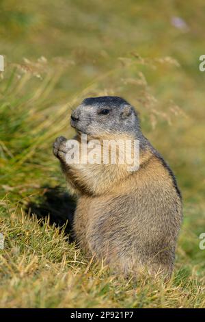 Marmotta alpina (Marmota marmota), giovane animale seduto in un prato, Parco Nazionale degli alti Tauri, Austria Foto Stock