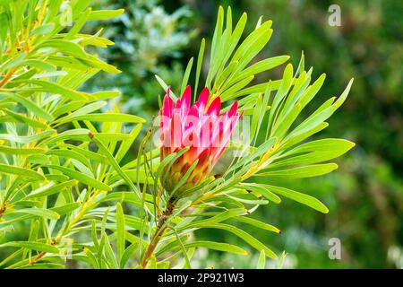 Protea ritrae il closeup fiore che si apre a fiorire su un cespuglio o arbusto nel selvaggio a Città del Capo, Sud Africa Foto Stock