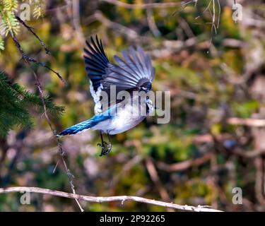 Blue Jay vola con ali sparse e mostra piumaggio di piume di colore blu con sfondo di foresta sfocata nel suo ambiente e habitat. Uccello Jay. Foto Stock