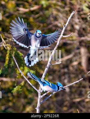 Blue Jay volando sopra un altro uccello arroccato su un ramo che mostra piume di colore blu con sfondo di foresta sfocata nel loro ambiente. Foto Stock