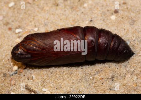 Pupa di falco privato sdraiata sulla sabbia Foto Stock