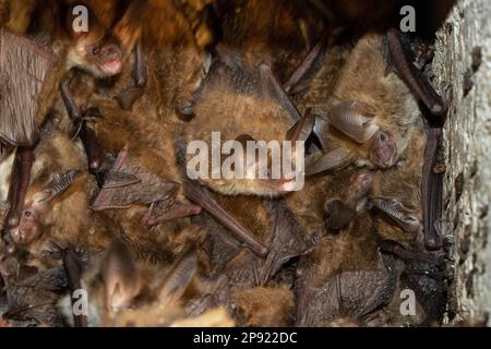 I beccsteins pipistolano alcuni animali appesi nella scatola di nidificazione dell'uccello che guarda dentro Foto Stock