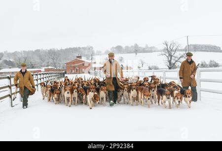 Il Belvoir Hunt Hounds esercizio nella neve, Venerdì 10 Marzo 2023 © 2023 Nico Morgan. Tutti i diritti riservati Foto Stock
