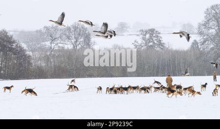 Il Belvoir Hunt Hounds esercizio nella neve, Venerdì 10 Marzo 2023 © 2023 Nico Morgan. Tutti i diritti riservati Foto Stock
