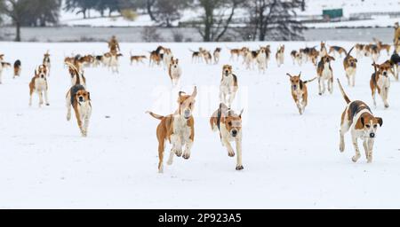 Il Belvoir Hunt Hounds esercizio nella neve, Venerdì 10 Marzo 2023 © 2023 Nico Morgan. Tutti i diritti riservati Foto Stock