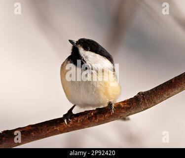 Vista frontale del profilo di Chickadee, appollaiata su un ramo dell'albero, con sfondo sfocato nell'ambiente e nell'habitat circostante. Foto Stock