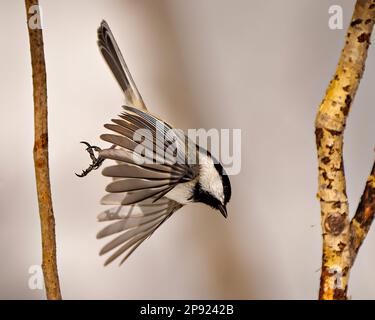Chickadee primo piano vista del profilo volare e fare un atterraggio su un ramo di albero con uno sfondo bianco nel suo ambiente e habitat circostante. Apri Foto Stock