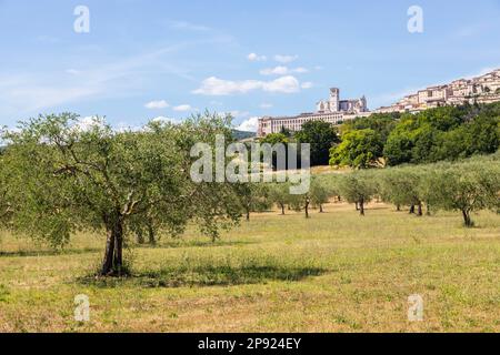 Ulivi nel villaggio di Assisi in Umbria, Italia. La città è famosa per la più importante St Basilica di San Francesco Foto Stock