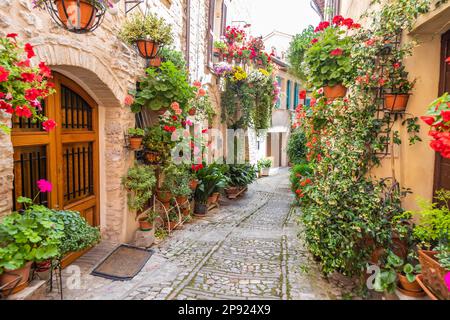Spello, Italia - circa Giugno 2021: Fiori in strada antica. Spello si trova in Umbria Foto Stock