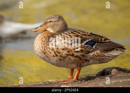 Mallard che riposa su una riva del lago Foto Stock